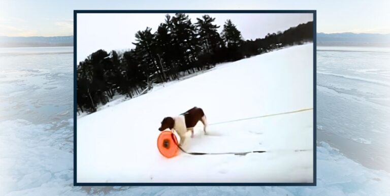 After Elderly Man Tumbles Into Freezing Water – Hero Pup Does The Impossible To Save Him