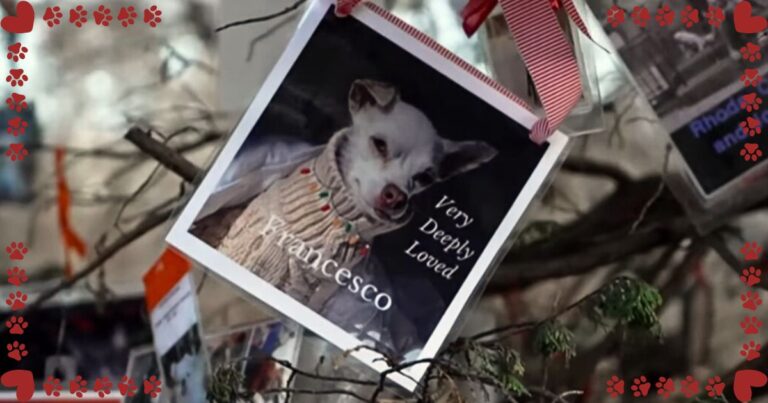 Magic Tree’ Appears In Park Once Each Year – And It Gives Pet Lovers A One-of-a-Kind Gift