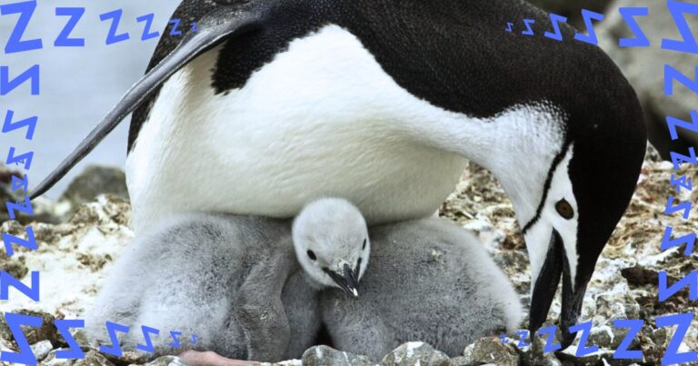 Scientists Uncover Amazing New Sleep Strategy – And It Was Penguins That Hid The Secret