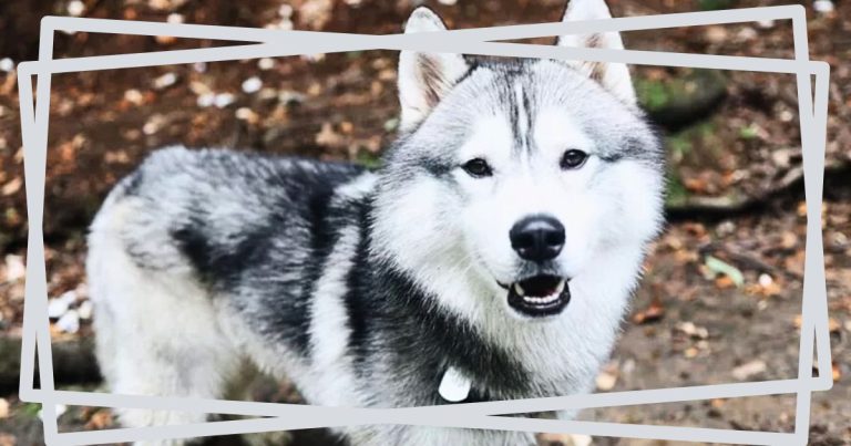 After Pup Digs Massive Hole In Backyard – What He Discovers Turns Him Into A Hero