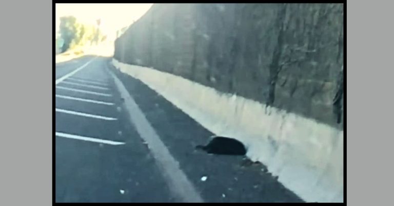 Rescuer Spots A ‘Lifeless Lump Of Fur’ – He Carefully Sneaks Up, Then Can’t Contain His Shock