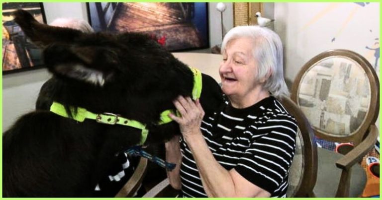 This Donkey Keeps Showing Up To Visit Seniors – And You’ll Never Guess What His Job Is