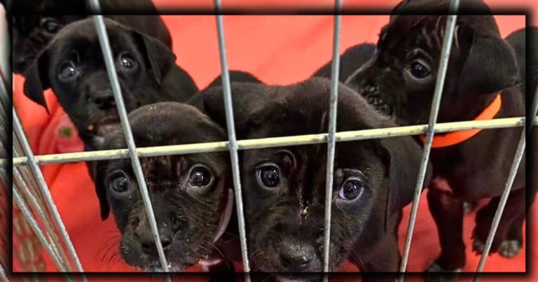 Scared Puppies Abandoned With A Note – When Rescuers Read It, They’re In Tears