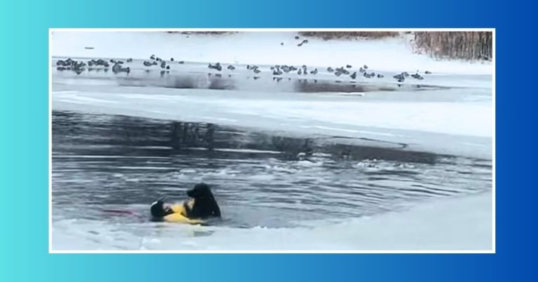 Terrified Pup Stuck in Frozen Pond – Rescuers Have Just Seconds To Deal With 1 Big Problem