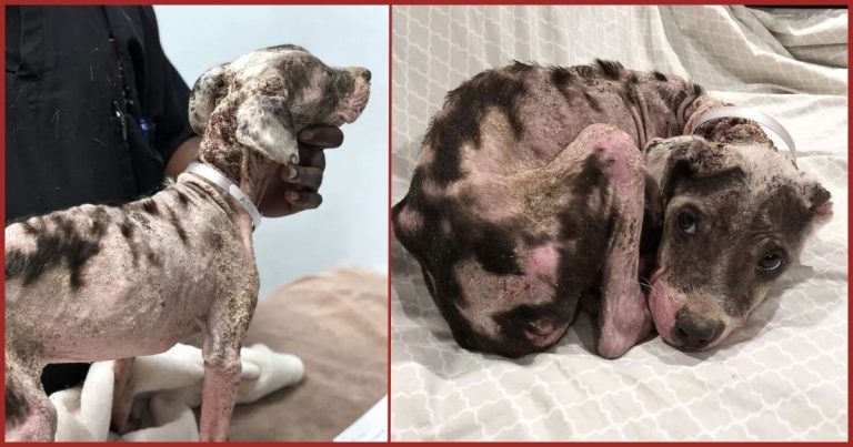 Puppy Rescued After Being Chained To A Tree For Months – And Here’s Her Divine Transformation