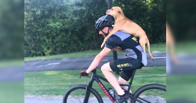 Woman Spots A Dog Riding Piggyback – Then She Realizes What This Biker is Really Doing