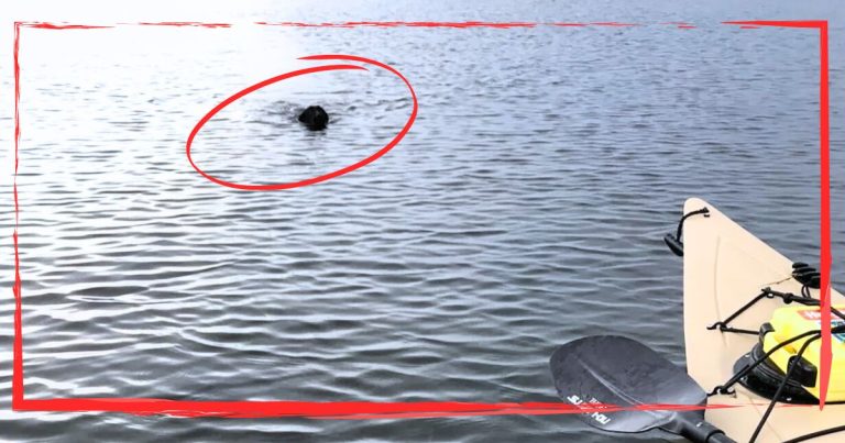 Black Blob Swims Toward A Fisherman – It Gets Close, And Hops Right Into The Boat