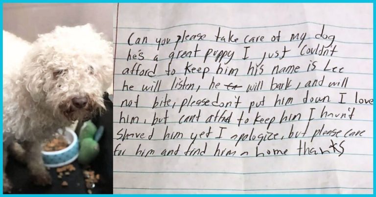 Adorable Poodle Left To Starve In A Dirty Crate – Rescuers Find A Heart-Wrenching Note