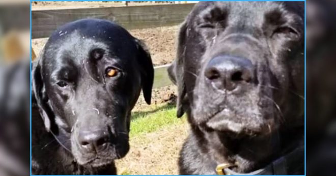 After Hungry Pups Steal Mailman’s Lunch – Embarrassed Owner Delivers Their Adorable ‘Apology’