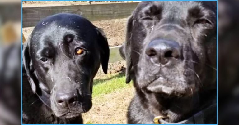 After Hungry Pups Steal Mailman’s Lunch – Embarrassed Owner Delivers Their Adorable ‘Apology’