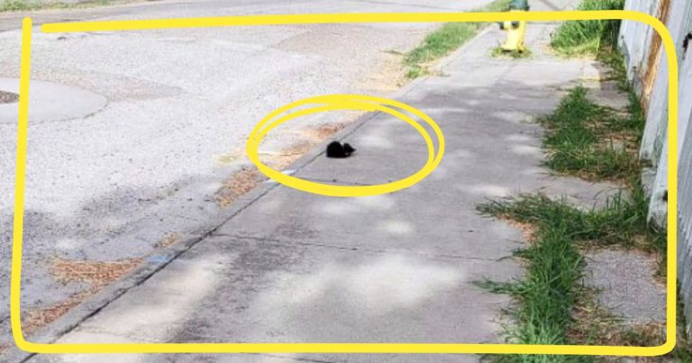 Mail Carrier Spots Tiny Ball Of Fur On Sidewalk – She Inches Closer, And Whips Out Her Phone