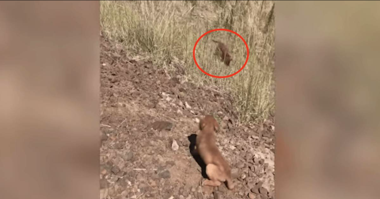 Driver Stops To Help Stray Puppy – And Six Unseen Creatures Leap From The Bushes