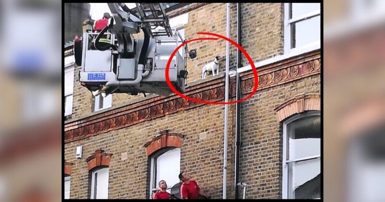 Pup Sneaks Out Of Apartment Onto Ledge – Then Firemen Realize Why He Won’t Budge