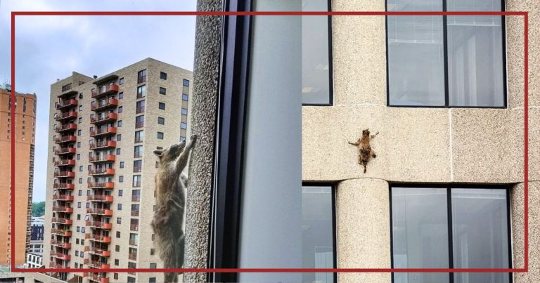 Daredevil Raccoon Starts Climbing A Skyscraper, And The Entire City Can’t Stop Watching