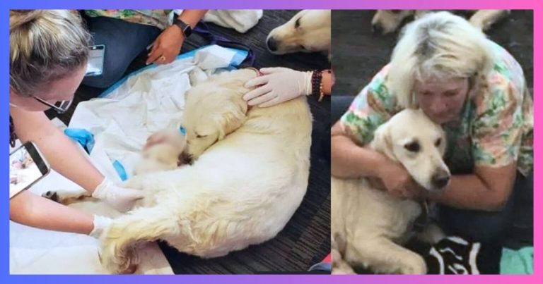 Service Dog Lies Down In Airport And Won’t Move – Travelers Spot The Problem And Rush To Her Side