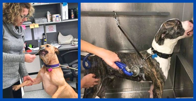 Scared Pooch Won’t Sit Still For His Bath, So Shelter Workers Invent A Crafty Solution