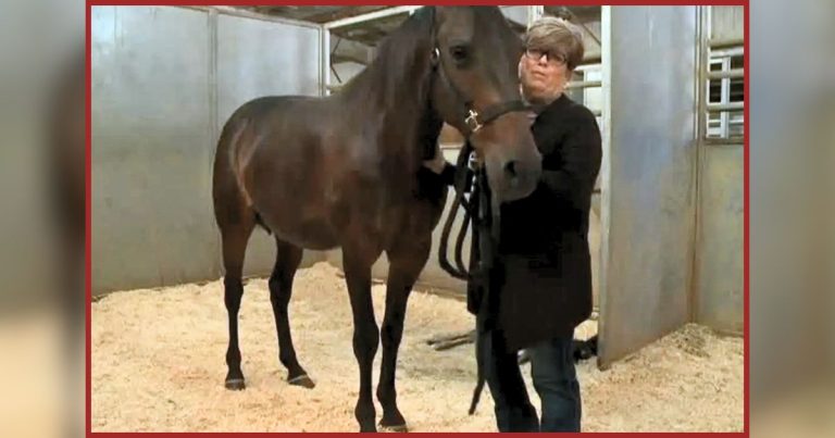 Pregnant Horse Lies Down To Give Birth, And Her Owners Are Speechless To See The Result