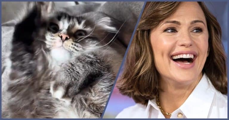 Famous Actress Does 1 Crazy Thing With Her Cat – Now the Vet Is Telling Everyone To Do It