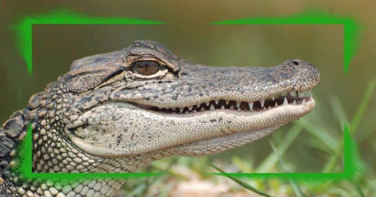 Officers Rush to Catch Alligator in Park – What They Actually Find Has Them in Stitches