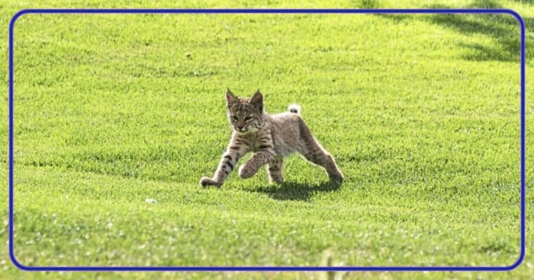 After Bobcats Invade A Golf Course, 1 Photographer Races To Catch What Happens Next