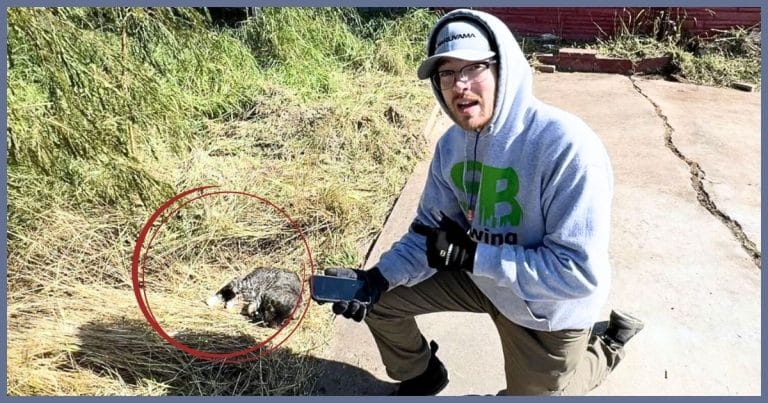 YouTuber Discovers Wounded Cat While Mowing – What His Fans Did Next Is Unbelievable