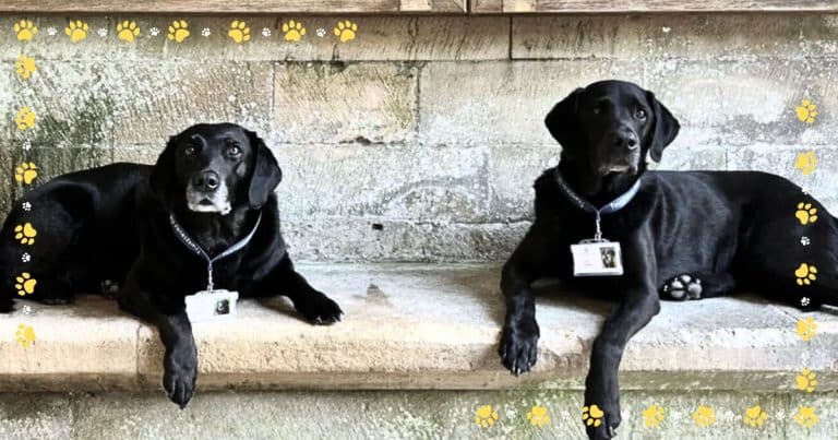 These 2 Adorable Dogs Just Got A Job – Wait Until You See Who Their Boss Is!