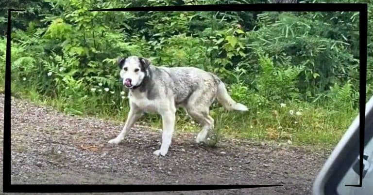 Skittish Pup Runs When Help Arrives – Until A Rescuer Notices This 1 Amazing Thing