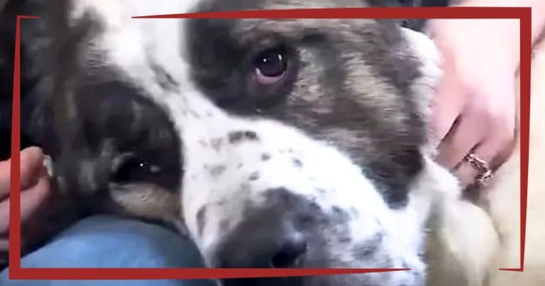 Military Family’s Dog Goes Missing – But Years Later, A Paws-itive Twist Changes Everything