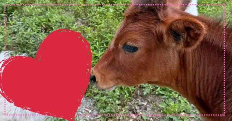 Lonely Little Cow Makes the Strangest Friends Ever – And Now These BFFs Are Inseparable