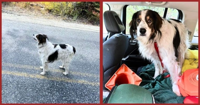 Lost Pup Leads Cop To A Shocking Discovery – What He Finds Has His Jaw Dropping